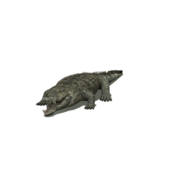 3d model photorealistic crocodile - Crocodile by Massimo Righi